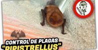 MURCIÉLAGO Común “PIPISTRELLUS PIPISTRELLUS” Visita mi Trastero by mixim89