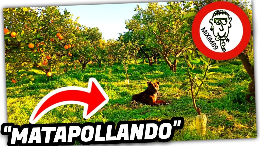 PREPARANDO el CAMPO para RECOLECTAR la NARANJA VALENCIA “Matapollar Hierbas Altas” by mixim89