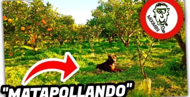PREPARANDO el CAMPO para RECOLECTAR la NARANJA VALENCIA “Matapollar Hierbas Altas” by mixim89