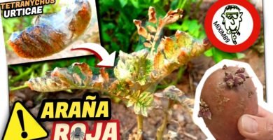 Plaga de ARAÑA ROJA Destruye mi Cultivo de PATATAS by mixim89