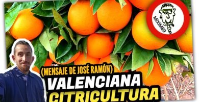 Realidad del SECTOR CITRÍCOLA en ESPAÑA por Agricultor Valenciano by mixim89