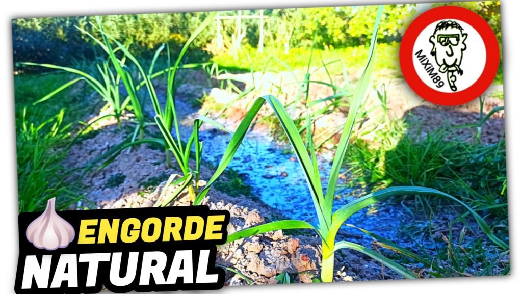 Riego y ABONADO ORGÁNICO en Cultivo de Ajos (El Mejor ABONO GRATUITO) by mixim89