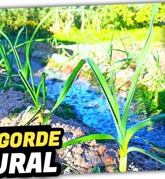 Riego y ABONADO ORGÁNICO en Cultivo de Ajos (El Mejor ABONO GRATUITO) by mixim89