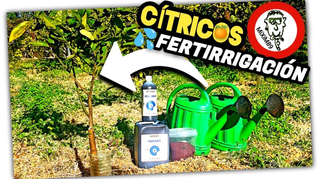 Riego y ABONADO en PLANTONES CÍTRICOS “Fish Mix + Sequestrene 138 FE” by mixim89