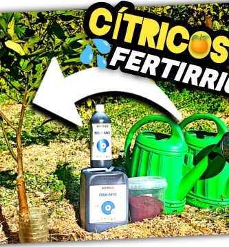 Riego y ABONADO en PLANTONES CÍTRICOS “Fish Mix + Sequestrene 138 FE” by mixim89