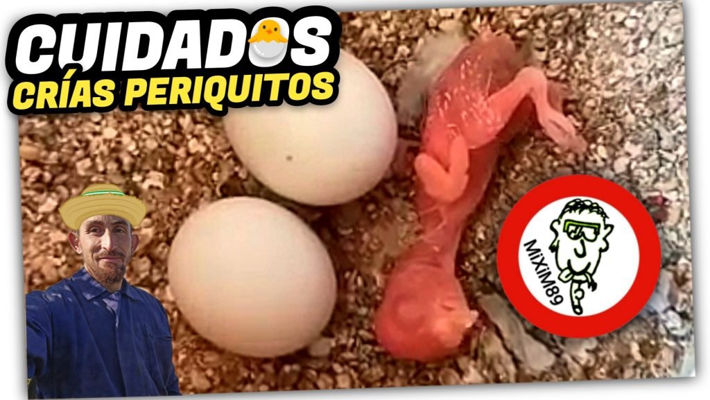 Los 5 Secretos para Cuidar a un PERIQUITO RECIÉN NACIDO by mixim89