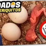 Los 5 Secretos para Cuidar a un PERIQUITO RECIÉN NACIDO by mixim89