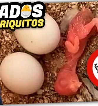Los 5 Secretos para Cuidar a un PERIQUITO RECIÉN NACIDO by mixim89