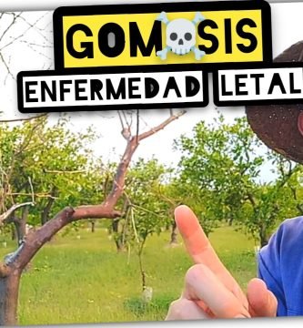 Avance Imparable de la Gomosis en Cultivo de Cítricos (Phytophthora Citrophthora) by mixim89