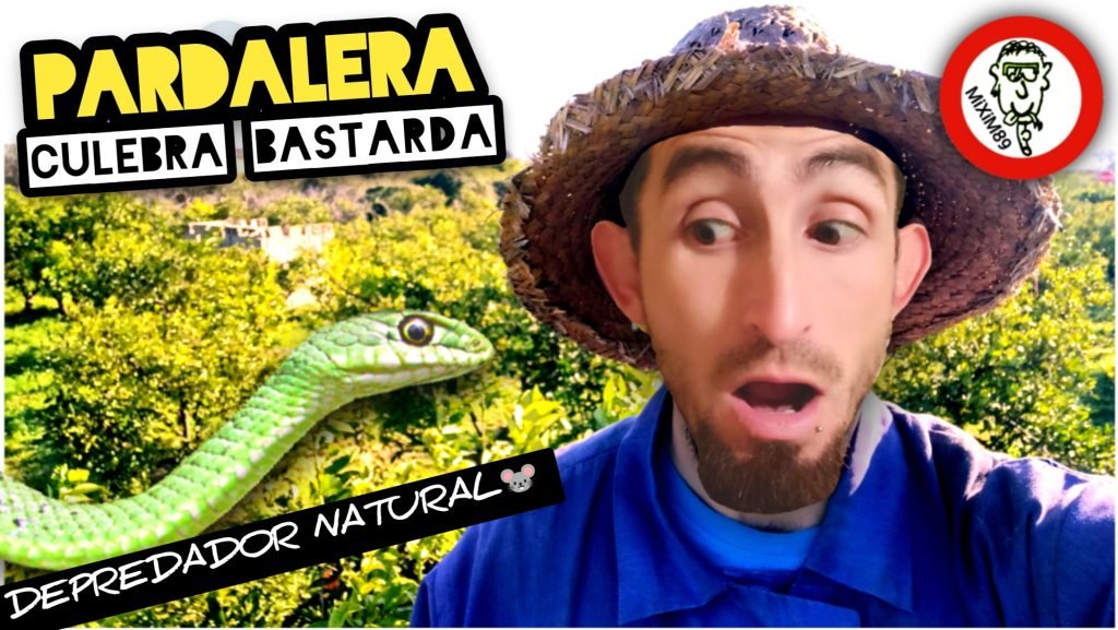Serpiente PARDALERA o Culebra BASTARDA nos Sorprende en el Campo by mixim89