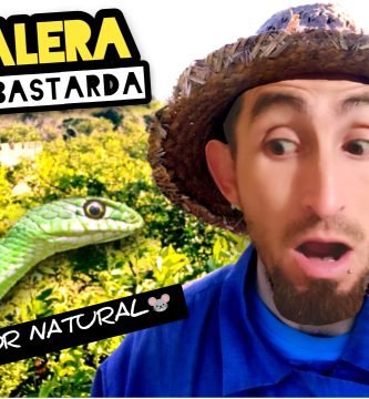 Serpiente PARDALERA o Culebra BASTARDA nos Sorprende en el Campo by mixim89