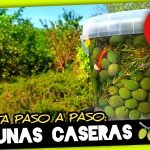 ACEITUNAS de MESA CASERAS (En Solo 11 Días) Recolección, Preparación y Aliñado by mixim89