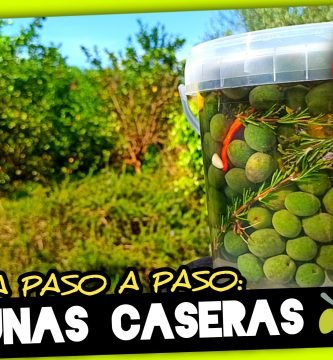ACEITUNAS de MESA CASERAS (En Solo 11 Días) Recolección, Preparación y Aliñado by mixim89
