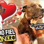 MEDICAMENTO para la AFECCIÓN por SARNA en PERROS (Triste Despedida de Nuestro Fiel Compañero) by mixim89