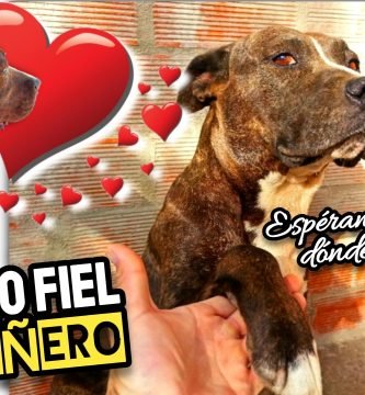 MEDICAMENTO para la AFECCIÓN por SARNA en PERROS (Triste Despedida de Nuestro Fiel Compañero) by mixim89