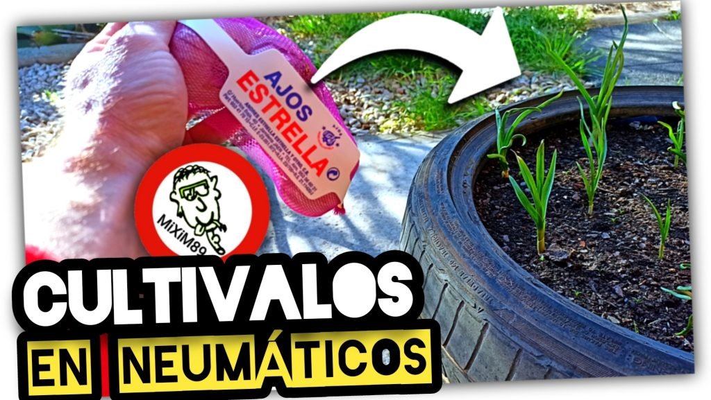 CULTIVO o SIEMBRA de AJOS en NEUMÁTICOS (1º Parte) by mixim89