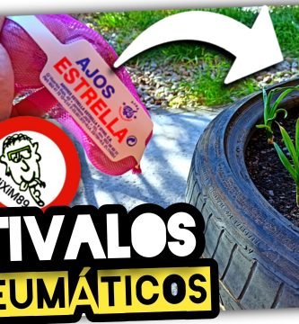 CULTIVO o SIEMBRA de AJOS en NEUMÁTICOS (1º Parte) by mixim89