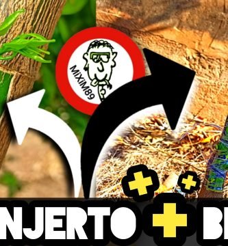 INJERTO de PLANCHA de 11 YEMAS (En Patrón Cítrico) by mixim89