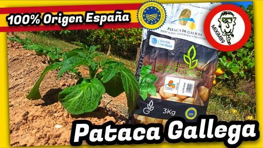 CULTIVO PATATAS de GALICIA en la HUERTA (Indicación Geográfica Protegida) by mixim89