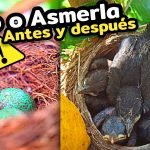 MIRLO (Turdus Merula) NIDO de ASMERLA en nuestros Limoneros by mixim89