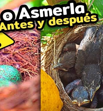 MIRLO (Turdus Merula) NIDO de ASMERLA en nuestros Limoneros by mixim89