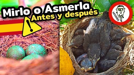 MIRLO (Turdus Merula) NIDO de ASMERLA en nuestros Limoneros by mixim89