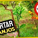 INJERTOS CÍTRICOS (Plancha y Escudete o Yema en T) Injerto de Naranjos y Desarrollo by mixim89