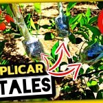 REPRODUCIR NARANJO o LIMONERO (Técnica de Acodo Aéreo) by mixim89