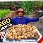 COSECHANDO PATATAS de GALICIA en la HUERTA VALENCIANA by mixim89