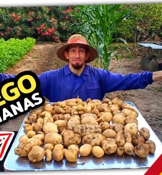 COSECHANDO PATATAS de GALICIA en la HUERTA VALENCIANA by mixim89