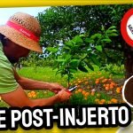 INJERTOS CÍTRICOS (Poda del Injerto + Corte de Patrón) by mixim89