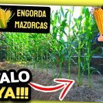 PODA y MANTENIMIENTO (MAÍZ DENTADO) Mazorcas + Grandes by mixim89