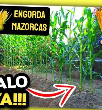 PODA y MANTENIMIENTO (MAÍZ DENTADO) Mazorcas + Grandes by mixim89