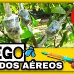 Cómo y Cuándo REGAR los ACODOS AÉREOS ¿Hay que Regarlos? by mixim89