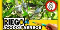 Cómo y Cuándo REGAR los ACODOS AÉREOS ¿Hay que Regarlos? by mixim89