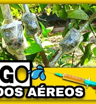 Cómo y Cuándo REGAR los ACODOS AÉREOS ¿Hay que Regarlos? by mixim89